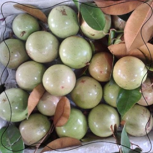 Vú Sữa Lò Rèn – Đặc Sản Trái Cây Trứ Danh Miền Tây 1KG