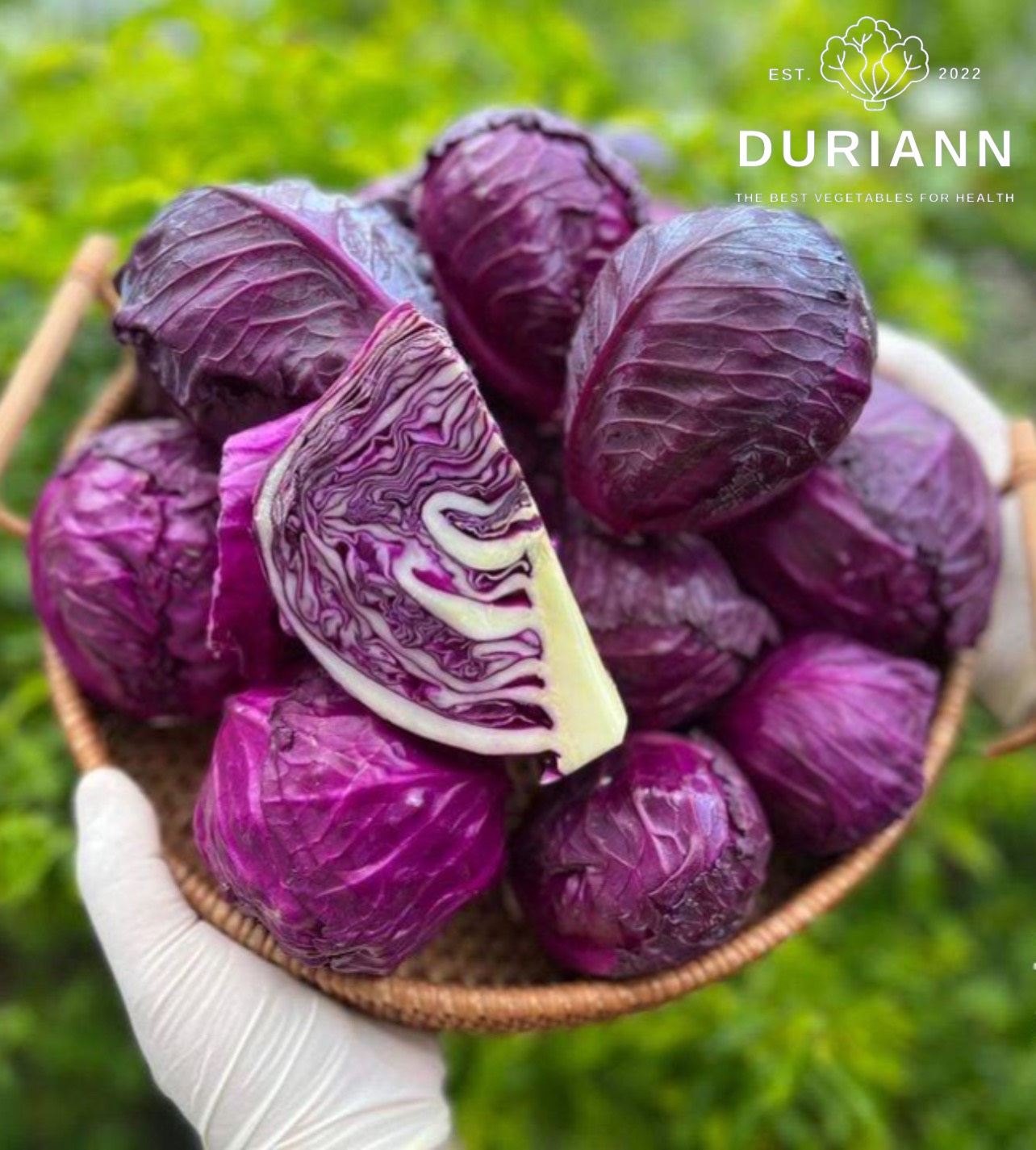 BẮP CẢI TÍM ĐÀ LẠT - DURIANN ORGANIC