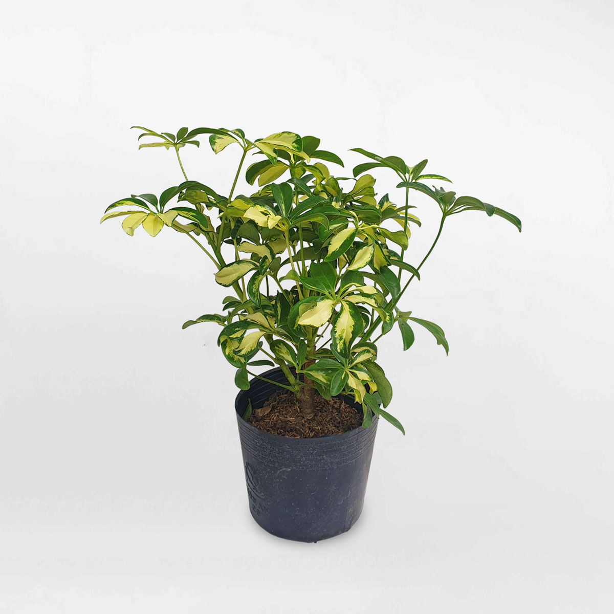 Cây ngũ gia bì cẩm thạch