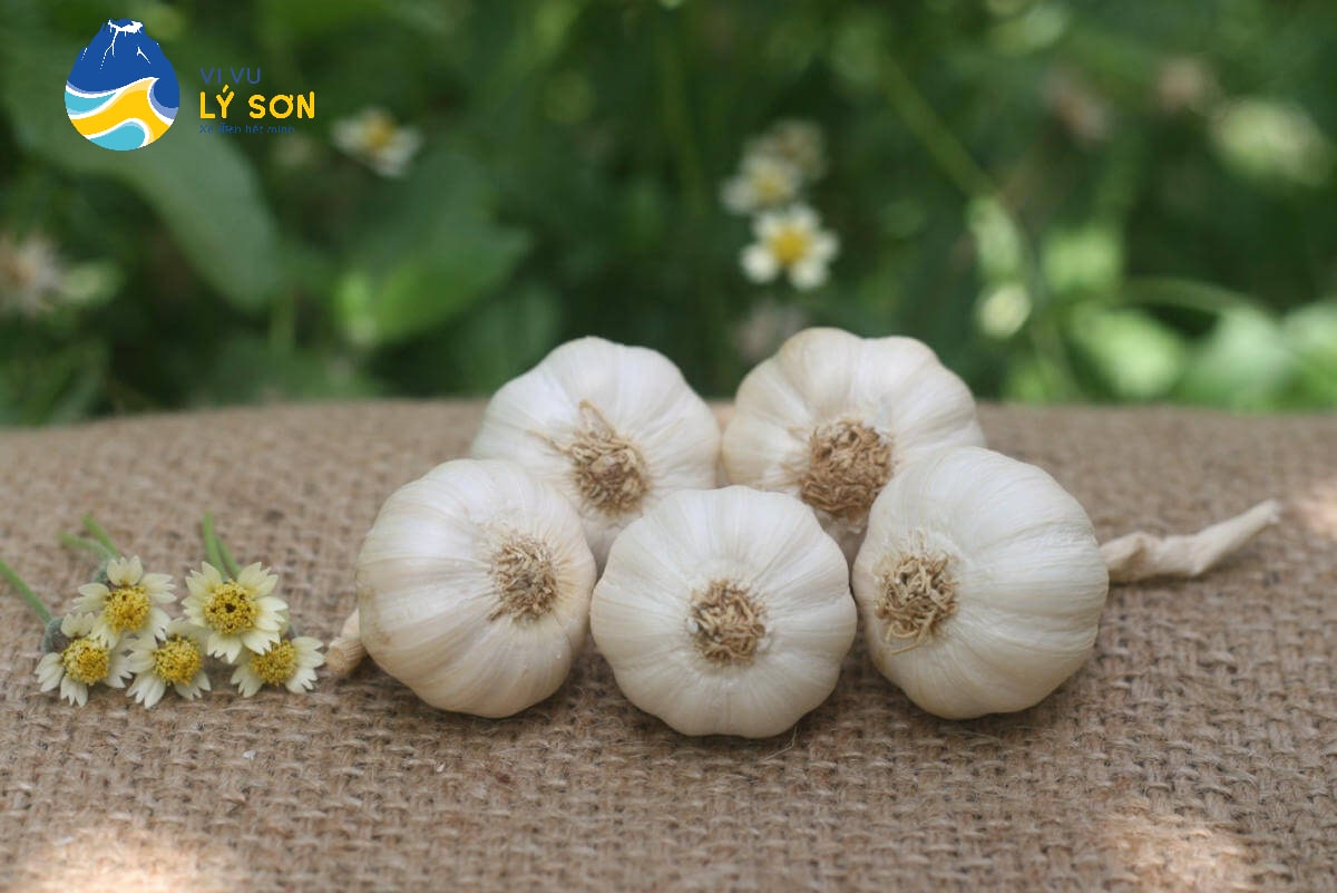 Tỏi lý Sơn thơm ngon thương hiệu 500 ae