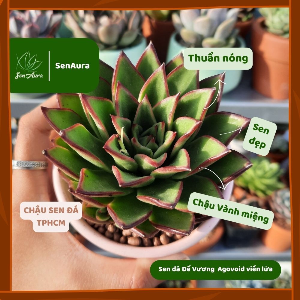 Sen Đá Đế Vương Viền Lửa