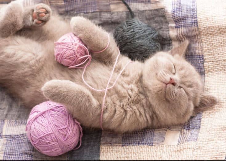 Bóng Đồ Chơi Bằng Len Cho Mèo - Nhiều Màu - Giao Ngẫu Nhiên