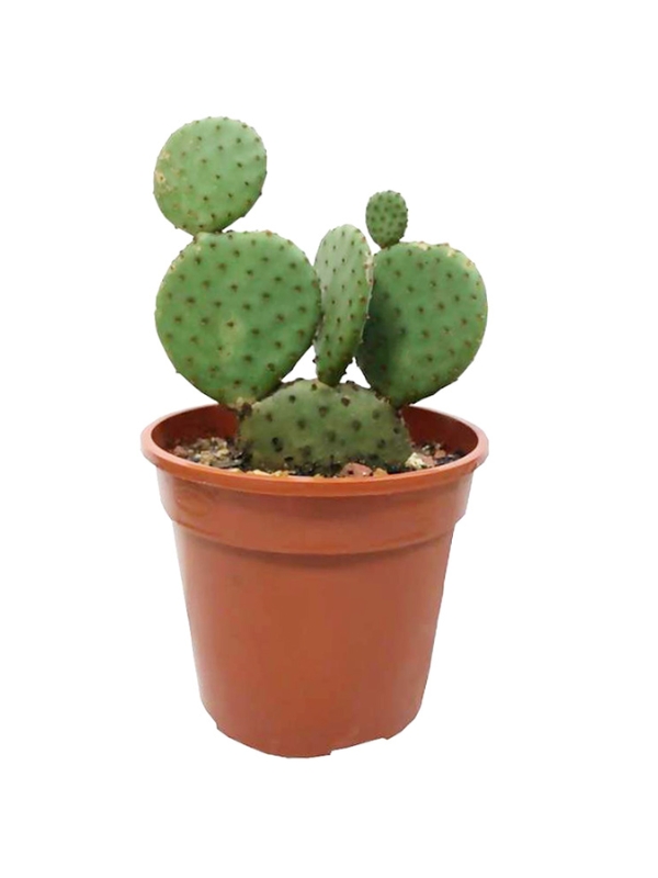 Xương rồng tai voi