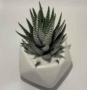 Sen đá móng rồng size 5-7cm, xuất xứ tại Đà Lạt, đã thuần xứ nóng dễ chăm sóc