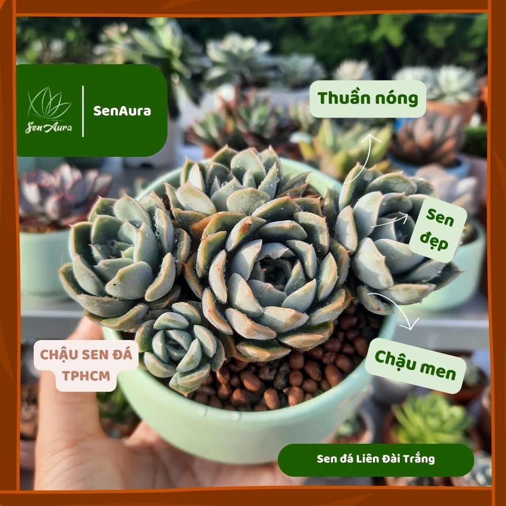 Sen Đá Liên Đài Trắng