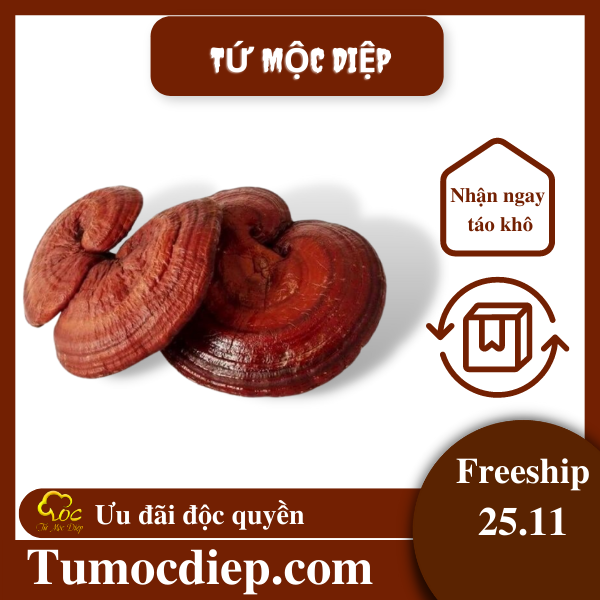 Nấm linh chi thượng hạng Tứ Mộc Diệp giúp bồi bổ cơ thể