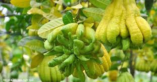 Quả Phật Thủ Trưng bày