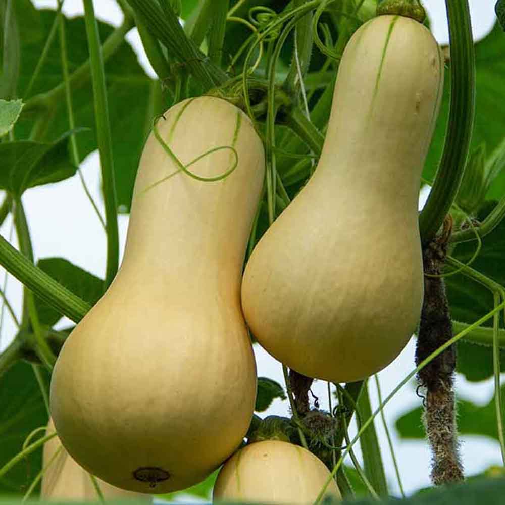 Bí hạt đậu Đà Lạt
