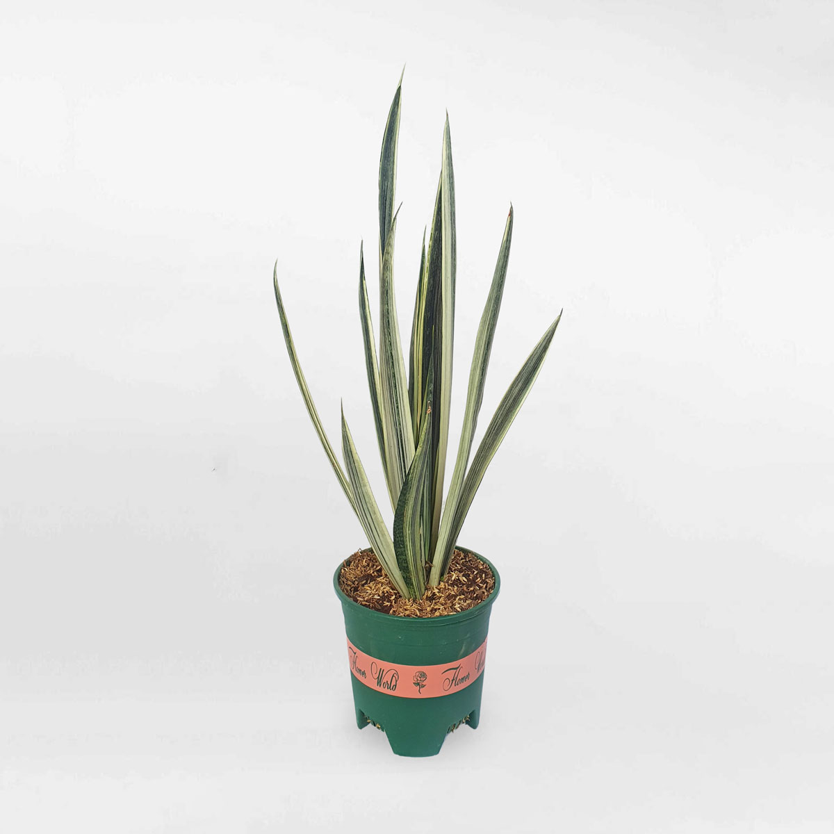 Cây lưỡi hổ Bantel