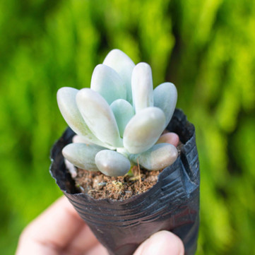 Sen đá sỏi trắng