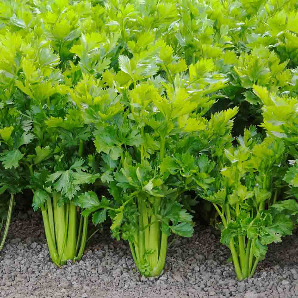 CẦN TÂY ĐÀ LẠT TƯƠI SẠCH - DỄ ÉP NƯỚC HEALTHY