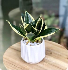 Cây lưỡi hổ thái để bàn, cây phong thủy lọc không khí, tặng kèm chậu