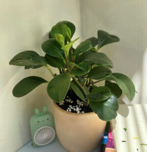 Cây trường sing để bàn giảm stress, hút may mắn, tài lộc, làm quà tặng ý nghĩa