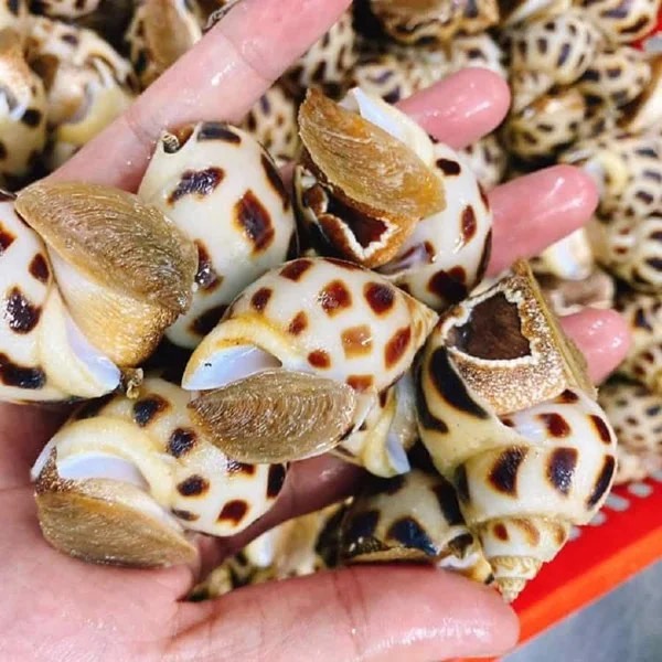 Ốc hương tươi sống siêu ngon