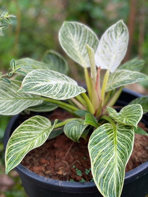 Cây Trầu Bà Đế Vương