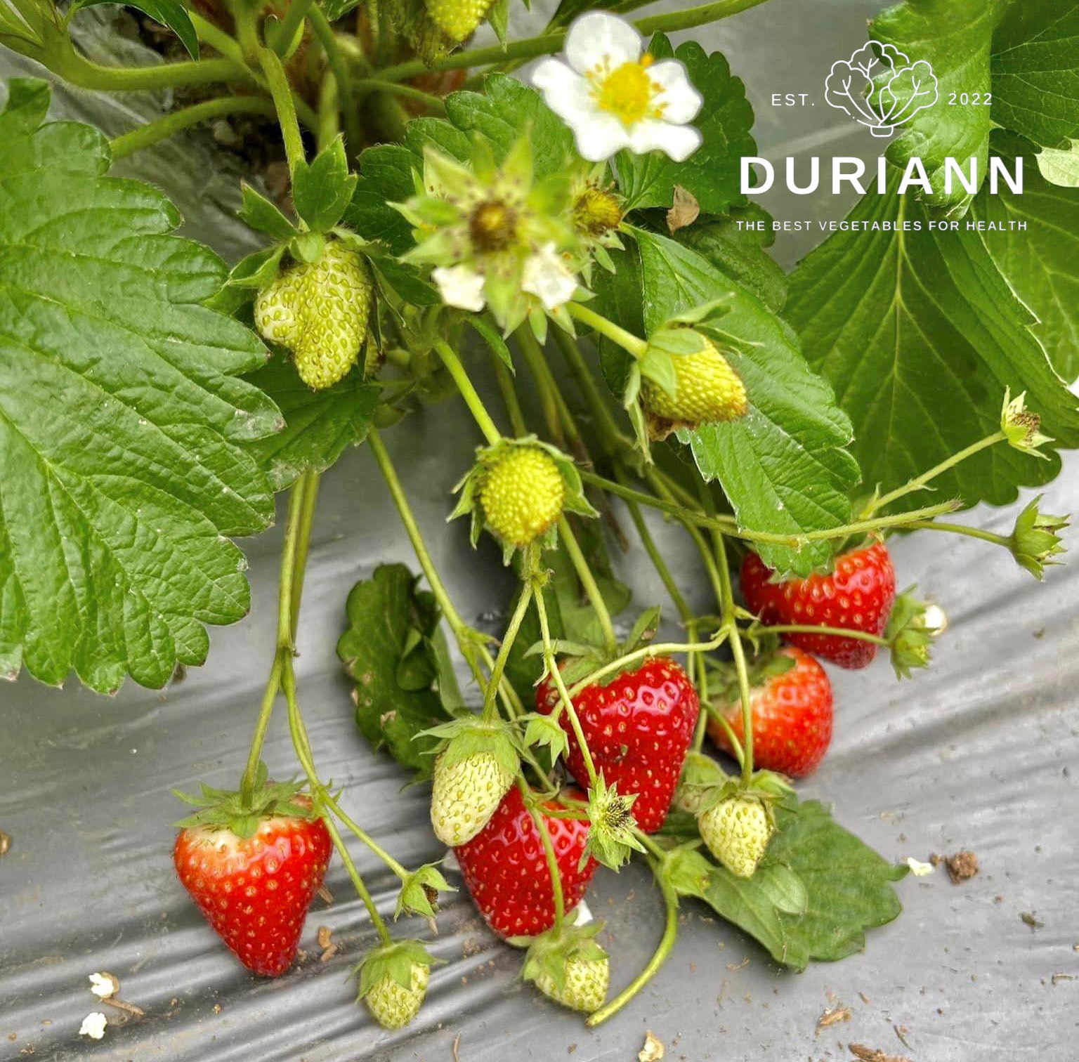 DÂU TÂY ĐÀ LẠT DURIANN ORGANIC - LOẠI I