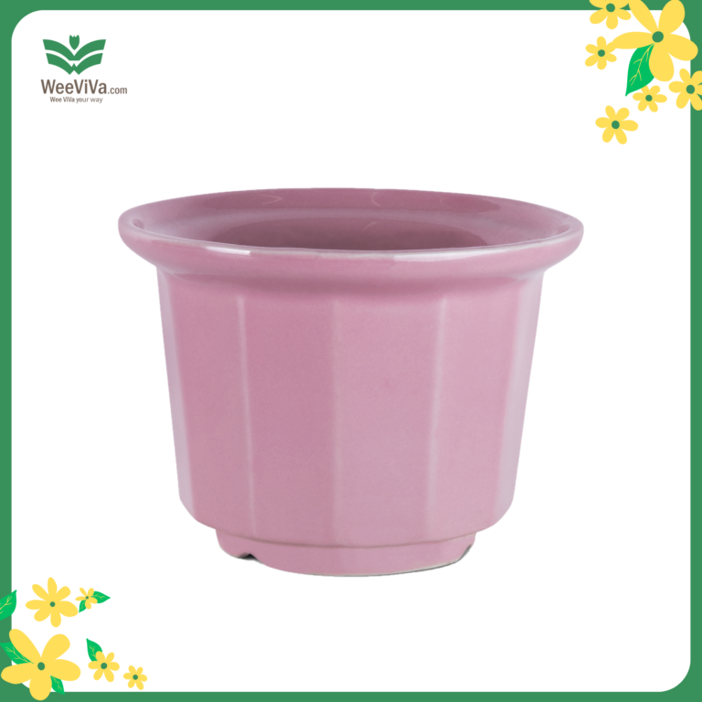 Chậu sứ - Hồng đậm