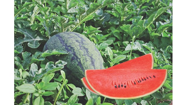 Dưa Hấu Long An-Đặc Sản Long An