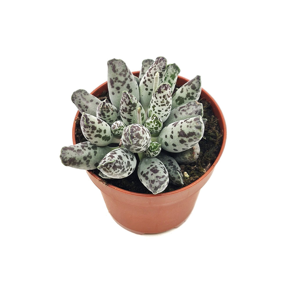 Sen đá hải cẩu