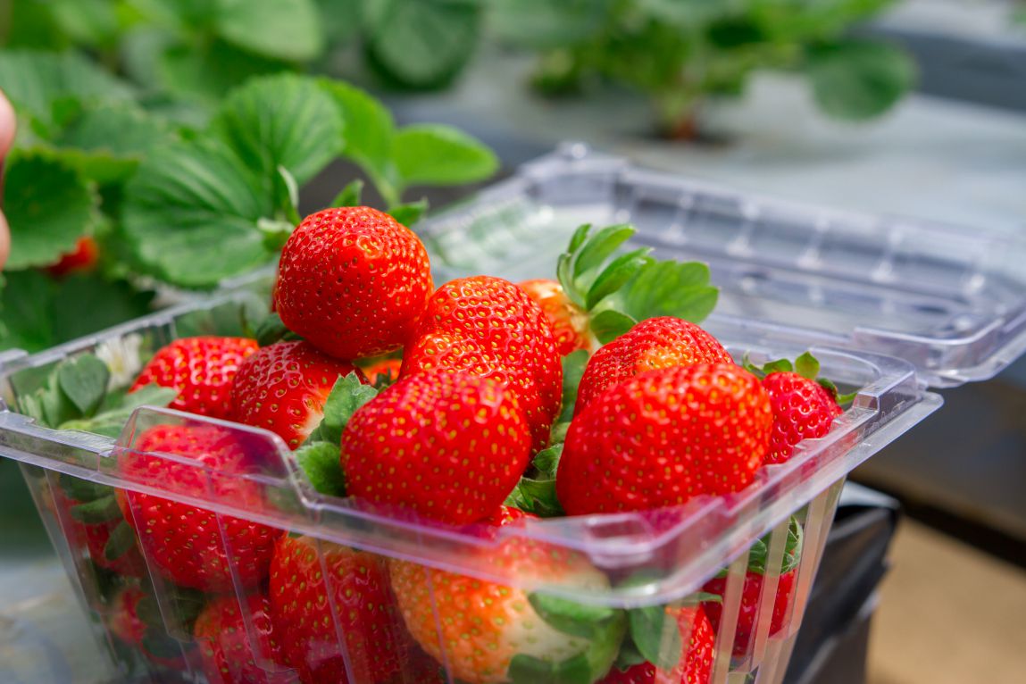 Dâu Tây siêu sạch