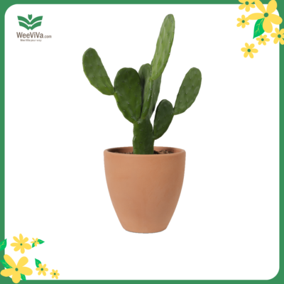 Chậu đất nung hình thố