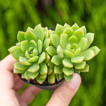 Sen đá mặt trời