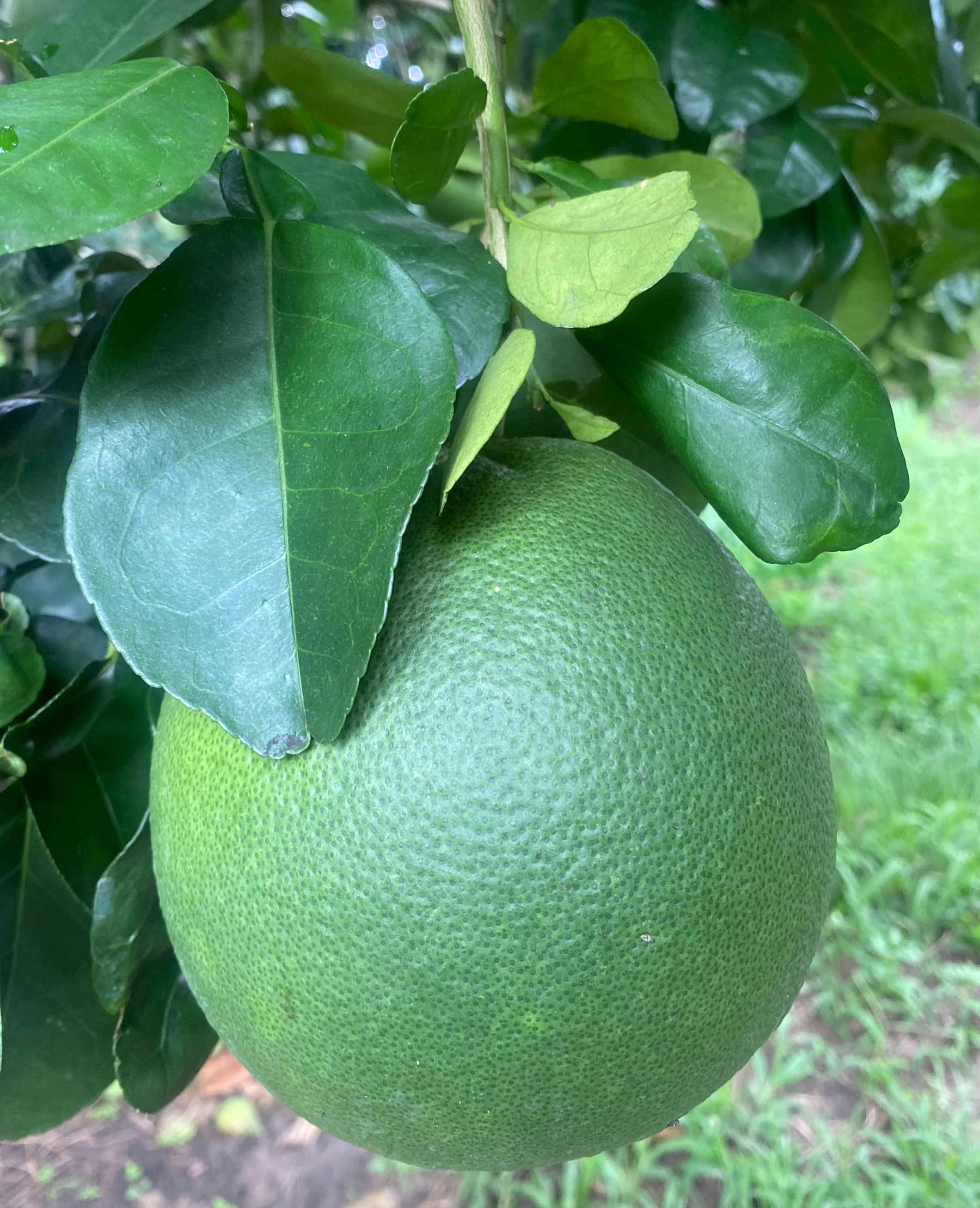 Bưởi da xanh Hoàng Long