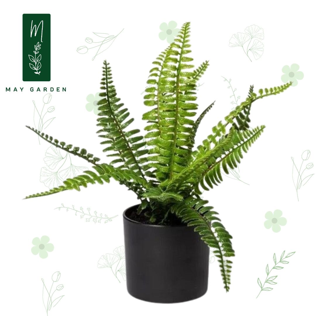Cây dương xỉ May garden