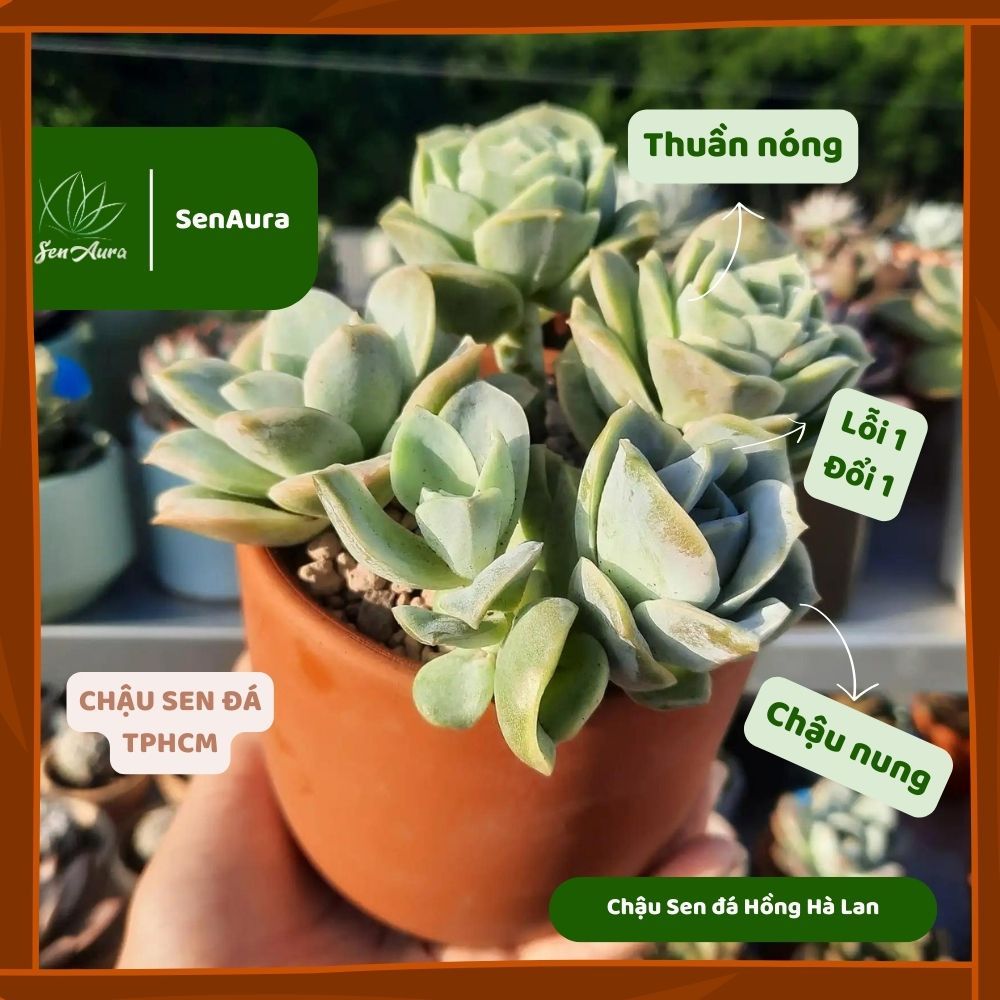 Sen Đá Hồng Hà Lan