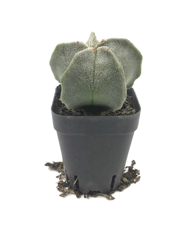 Xương rồng ASTRO