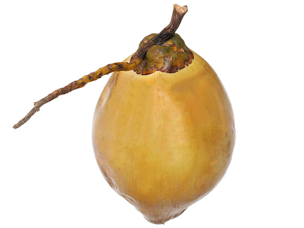 Dừa xiêm nguyên trái (Giao ngẫu nhiên dừa xiêm đỏ hoặc xanh)