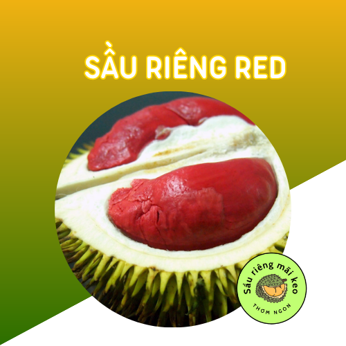 Sầu riêng đỏ