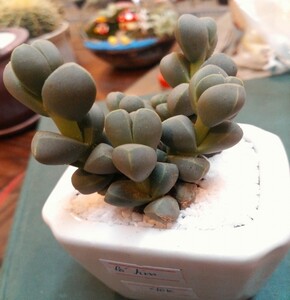 Sen đá lá tim size bé 5-7cm, trang trí phòng học, bàn làm việc, dễ chăm sóc, lỗi 1 đổi 1