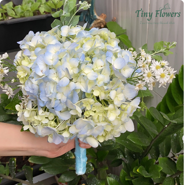 Hoa Cẩm Tú Cầu Lãng Mạn