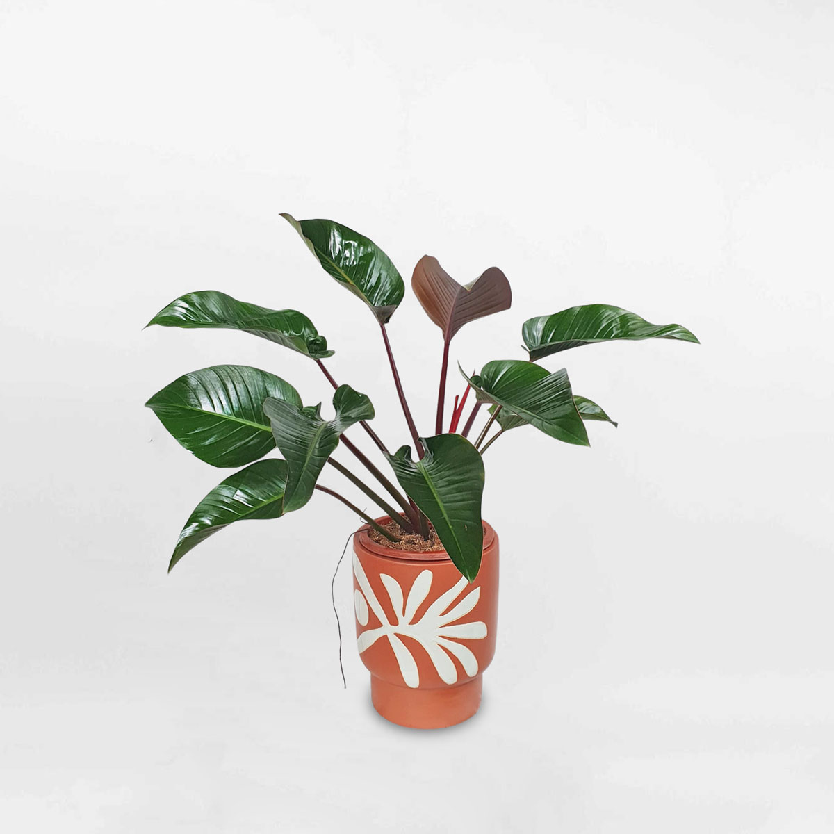 Trầu bà đế vương đỏ