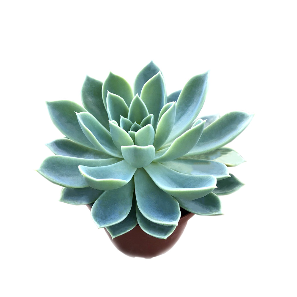 Sen đá Thái (sen đá xanh)