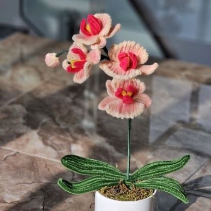 Chậu Lan hồ điệp hanmade làm theo yêu cầu dành tặng cho người yêu