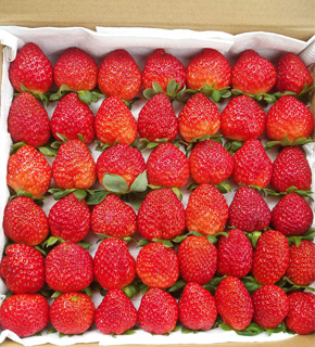 Dâu Tây Đà Lạt ( Tài )