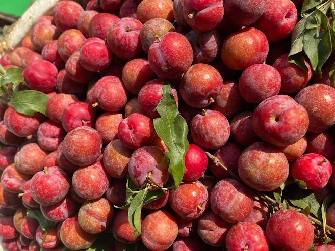 Mận Hà Nội đầu mùa ngon ngọt