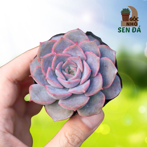 Sen đá viền tím