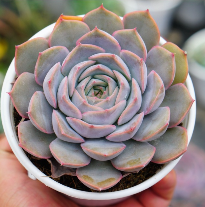 Sen Đá Đất Hồng