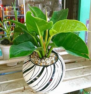 Cây đế vương (Trầu bà hoàng kim), Cây phong thủy để bàn, mang lại sự thịnh vượng cho gia chủ