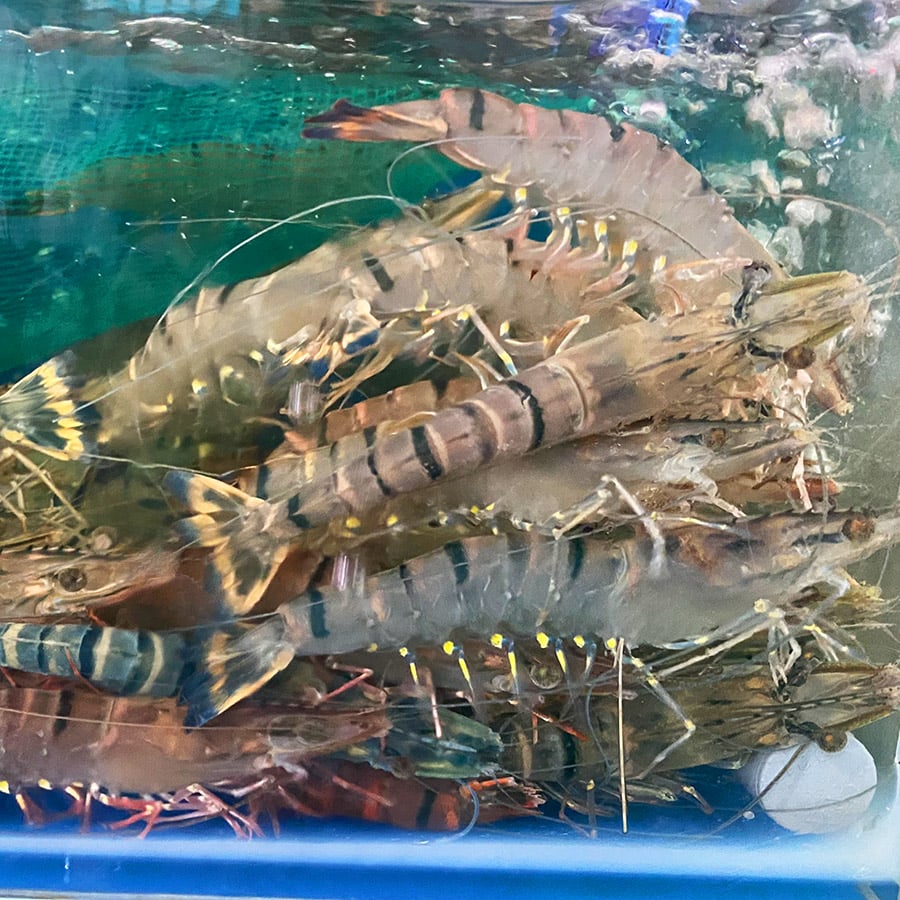 Tôm sú tươi sống