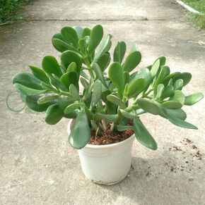 Cây ngọc bích, cây để bàn, lọc không khí, dễ chăm sóc, tặng phân bón cho cây