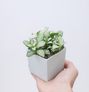 Cây Cẩm Nhung xanh để bàn full size, mang lại sự may mắn cho gia chủ, TẶNG KÈM CHẬU KHI MUA 2 CÂY