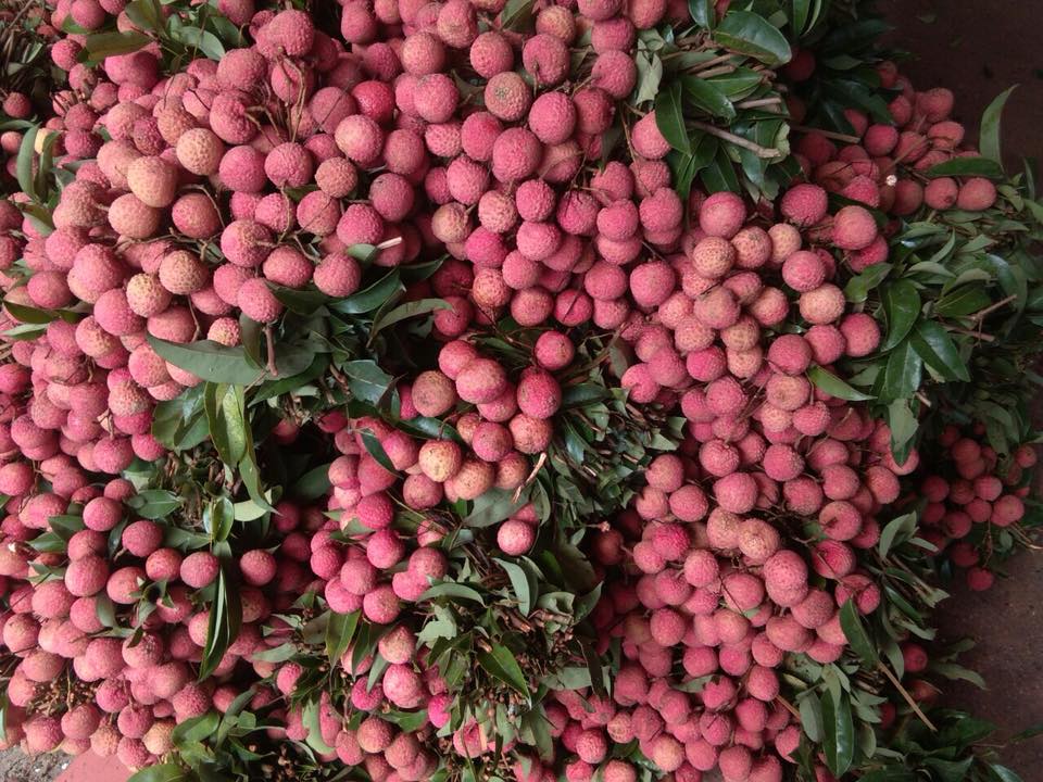 Vải thiều Bắc Giang 1kg