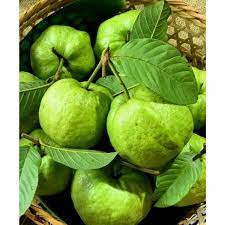 Ổi Nữ Hoàng Sóc Trăng