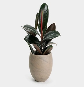 Cây đa búp đỏ để bàn, dễ chăm sóc, tượng trưng cho sự may mắn, hạnh phúc