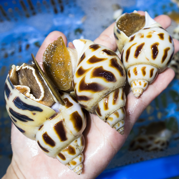 Ốc hương loại 1 tươi sống