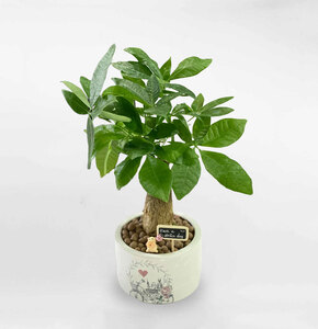 Cây Kim ngân 3 gốc kèm chậu, size 20-25cm